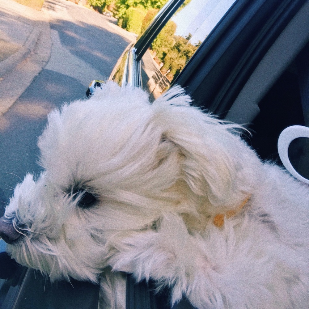 Meet your Posher, Mia